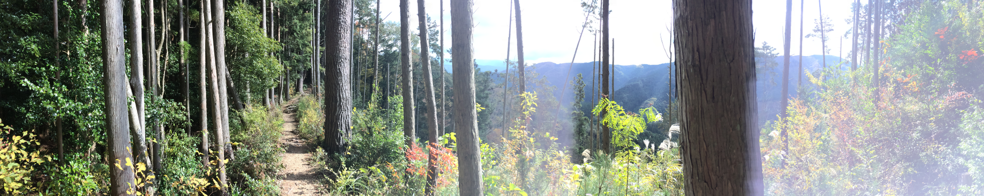 Waldweg